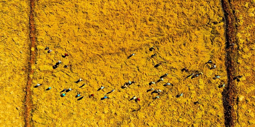 Karacadağ'ın 'incisinde' hasat zamanı