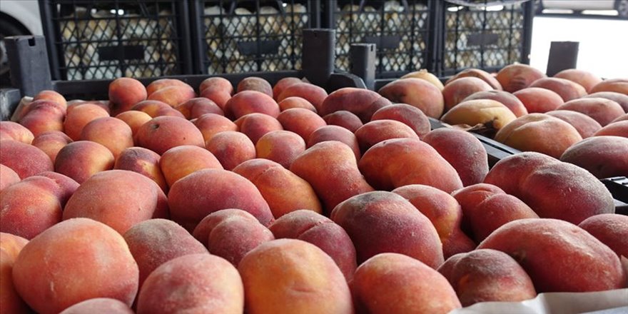 Rusya'ya en çok şeftali ihraç edildi