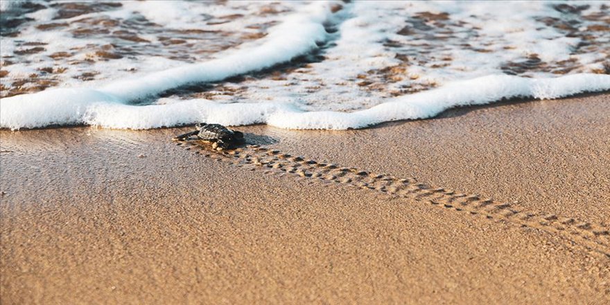 70 bin caretta caretta mavi sularla buluştu