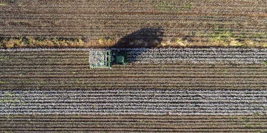 Diyarbakır pamuğu artık ilin adıyla satılacak