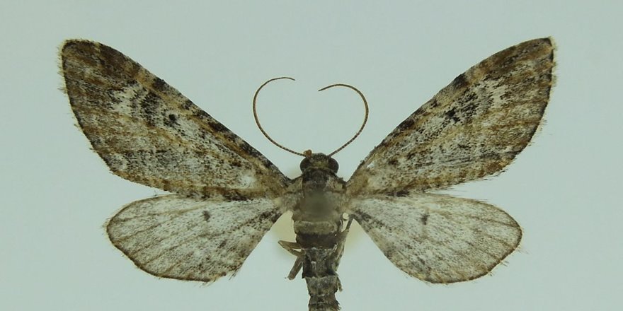 Nemrut Krater Gölü Kalderası’nda yeni bir güve türü tespit edildi