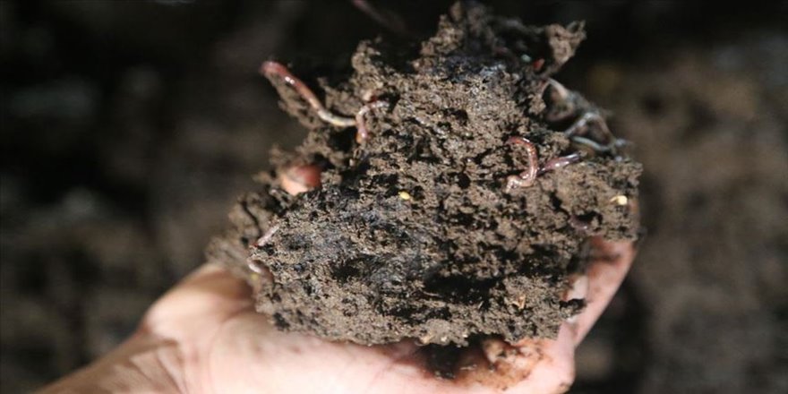 Tarlası için ödünç aldığı solucan gübresinin üreticisi oldu