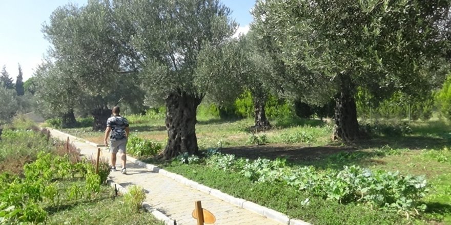 810 yıllık zeytin ağacı turizme hizmet ediyor