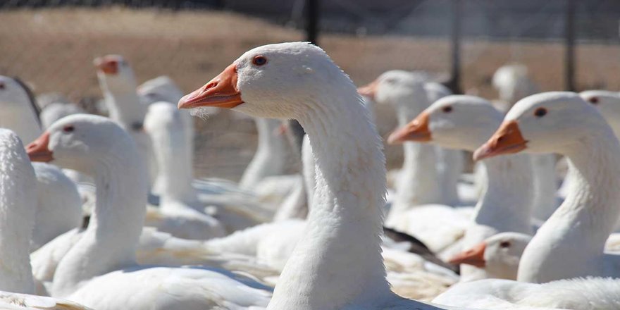 Kışın vazgeçilmez lezzeti kaz etinin sofralara yolculuğu başladı