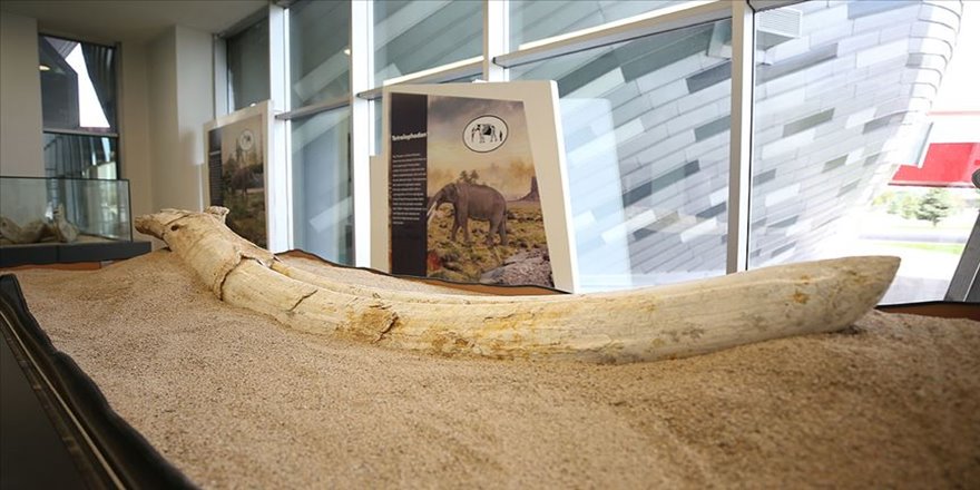 'Kayseri'deki fosiller yeni bir türe ait olabilir'