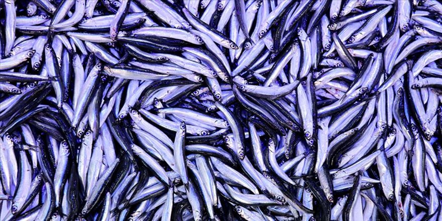 Karadeniz'de hamsi fiyatı düştü