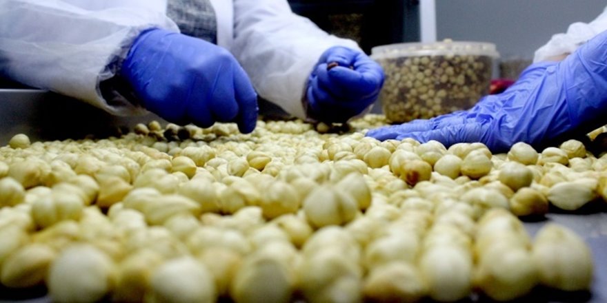 Fındık üreticisi fındığını 16 lira yerine 60 liradan satmanın yolunu buldu