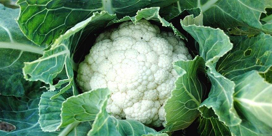 Karnabahar tarlada 3 lira, pazarda 7 lira