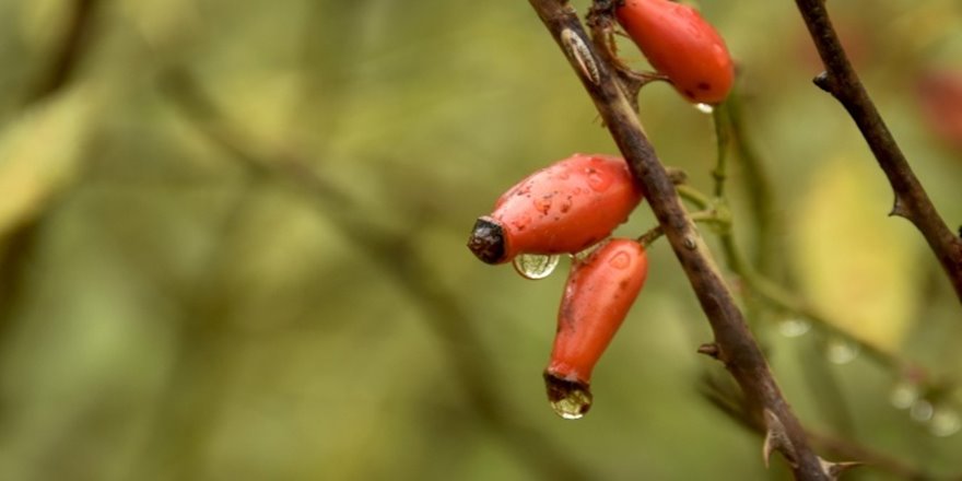 Kainat eczanesinden şifa kaynağı: Kuşburnu