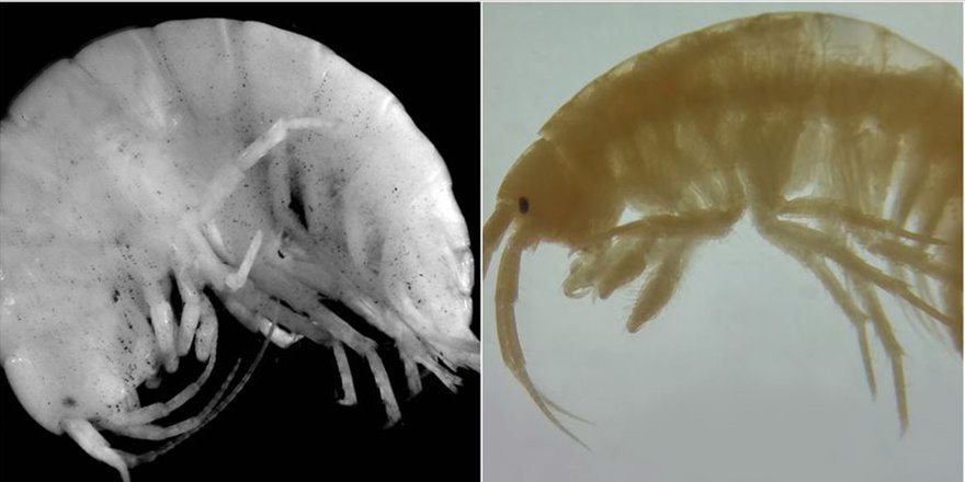 Türk bilim insanları iki yeni canlı türü keşfetti