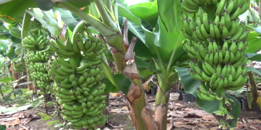 Maliyeti düşük, kazancı yüksek... 40 yıl sonra ilk üretim