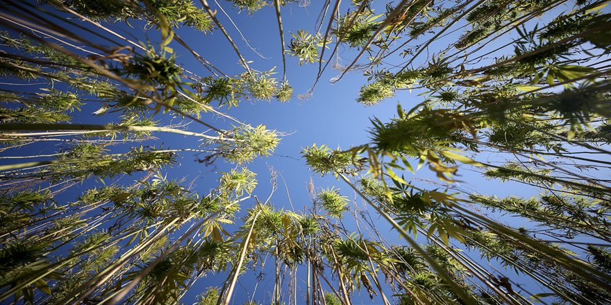 Kenevirden üretilecek! 'Yerli otomobil için yapacağız'