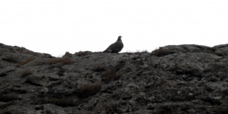 Çok nadir rastlanan ur kekliği görüntülendi
