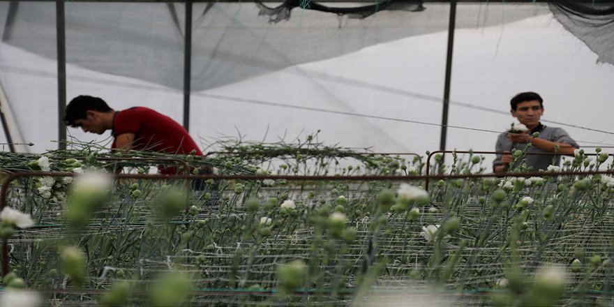 Köyün geleceği 'karanfil'le değişti