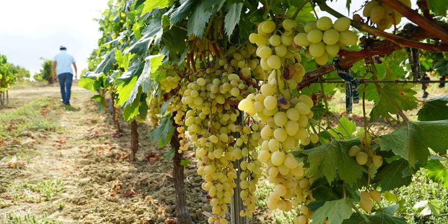 Üzümün 'bulama'ya lezzet yolculuğu
