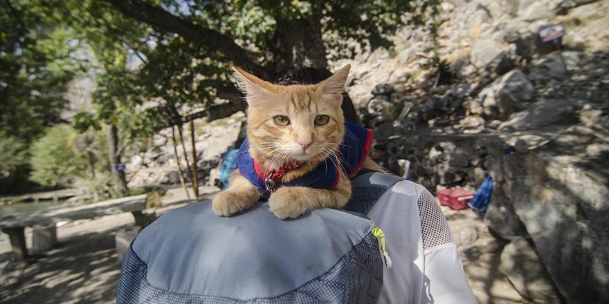 Sevimli kedi otostopla Türkiye'yi geziyor