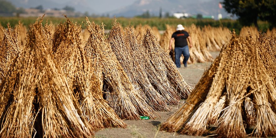 Manavgat susamı verimiyle yüz güldürüyor