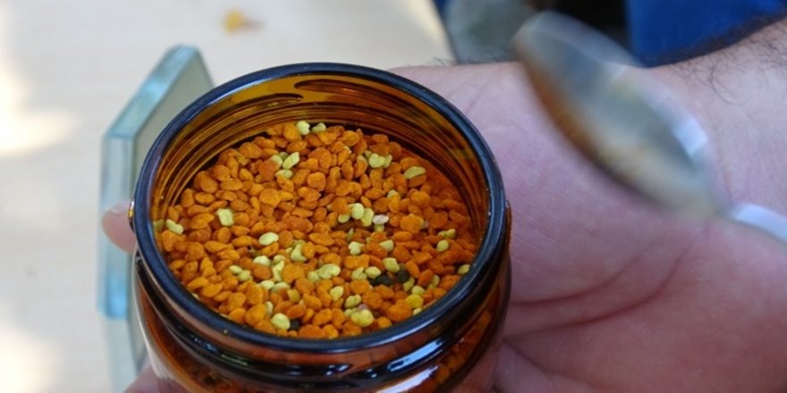 İçinde 70'e yakın vitamin olan şifa kaynağı polenin bilinmeyen yönleri