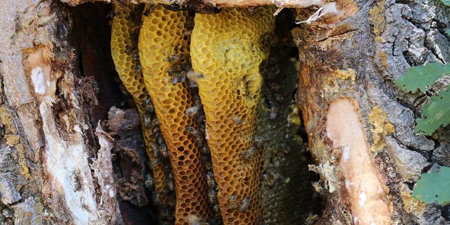 Piyasadaki her propolis yüksek etken maddeye sahip değil