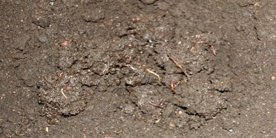 1 milyon lira yatırımla açtıkları solucan gübresi fabrikasında işler askıya alındı