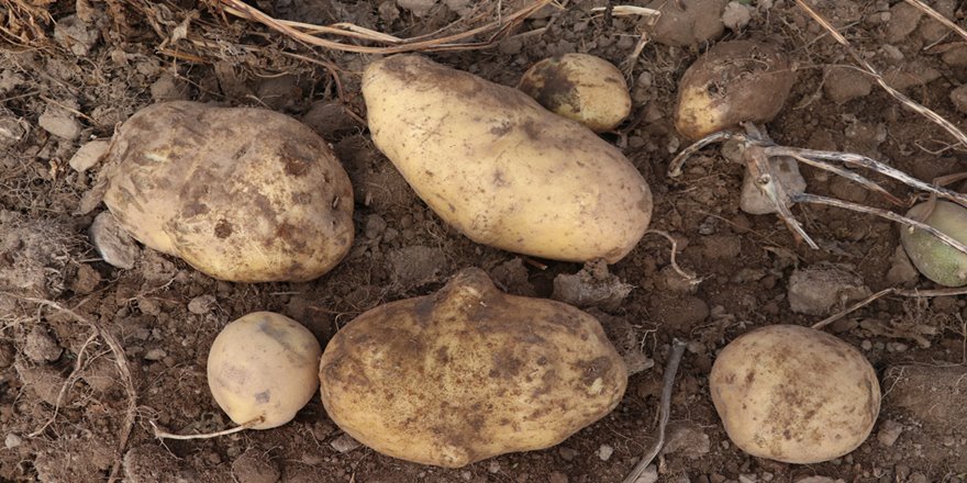 İki yeni yerli patates çeşidinin hasadı yapıldı