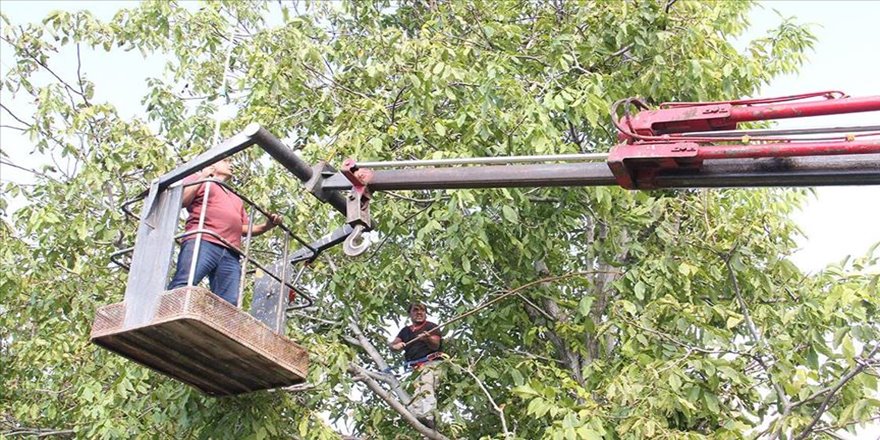 Can güvenliği için cevizleri 'vinç'le topluyorlar