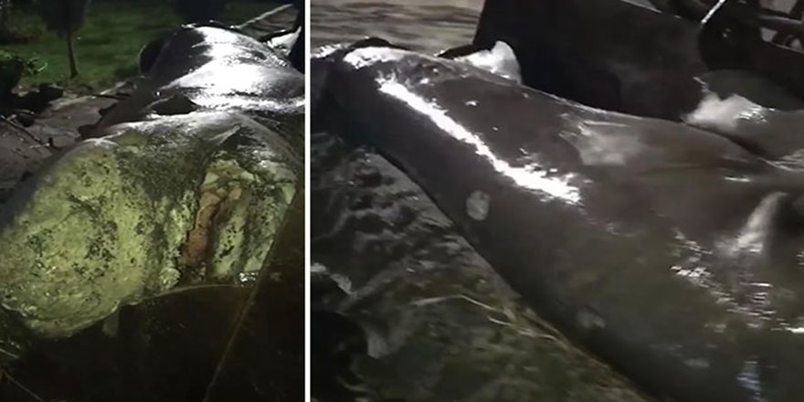 İzmir'de köpek balığı karaya vurdu