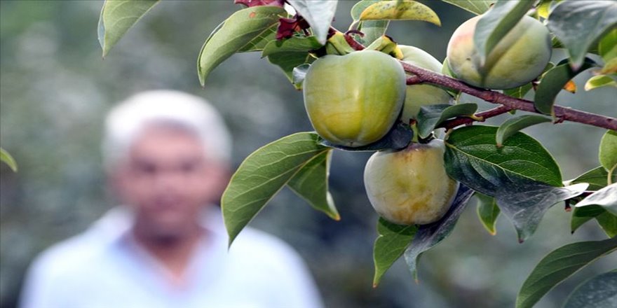 Hakkari'de ılıman iklim meyveleri yetiştiriliyor