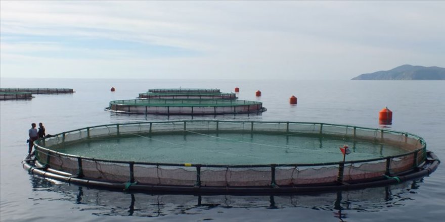 Su ürünleri ihracatı yeni üretim alanlarıyla artırılacak