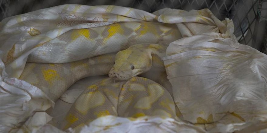 Kapıkule'de 'sürüngen' operasyonu