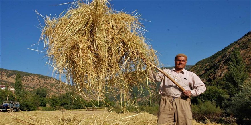 Asırlardır üretilen pirincin hasadına başlandı