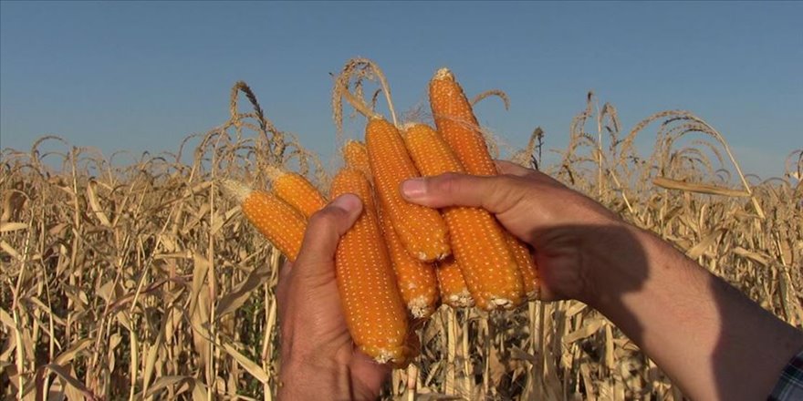 Elbistan'da 'cin mısırı' mesaisi