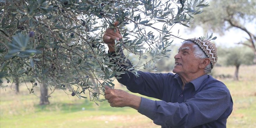 Zeytinyağının litresini 100 bin liradan sa