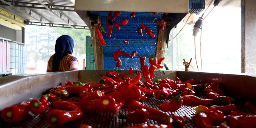 Kulaca'nın Hollanda'ya salça ihracatında 15 yılda 15 kat artış