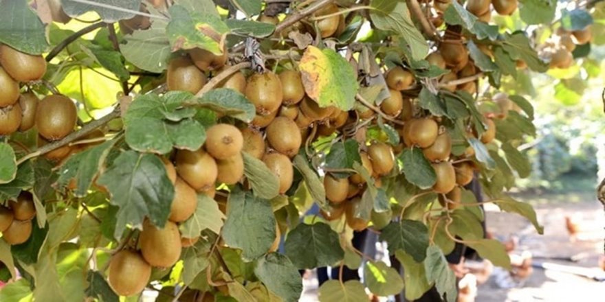 Ordu'da bu yıl 7 bin ton kivi rekoltesi bekleniyor