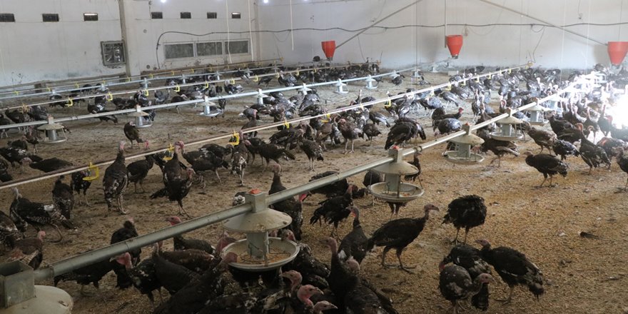 Devlet desteği ile hindi çiftliği kurdu