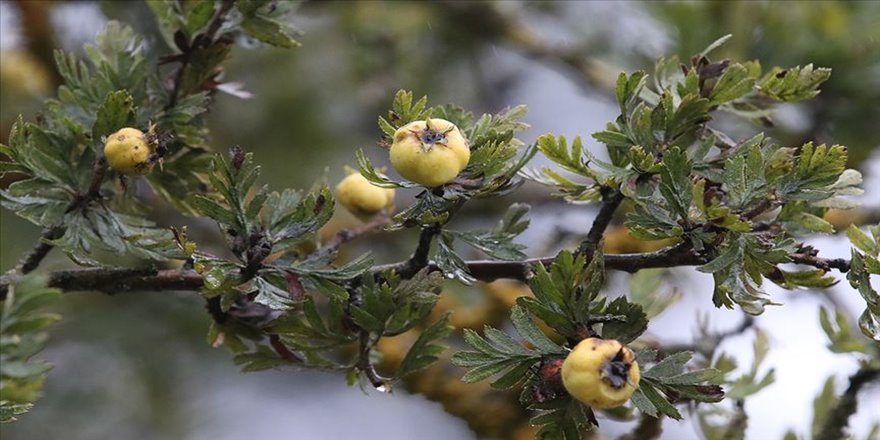 Kainat eczanesinden ilaç gibi dağ meyvesi: Alıç