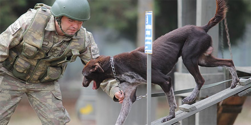 Sınır ötesi operasyonlara yerli ırk köpek