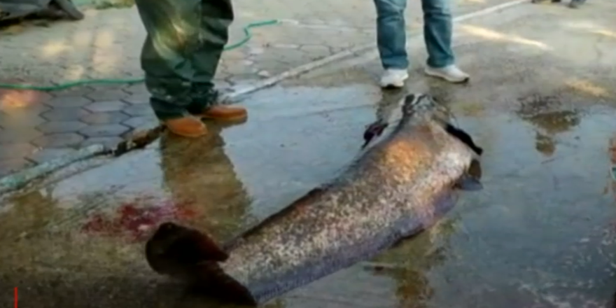 Görenler şaştı kaldı! Tam 80 kilo