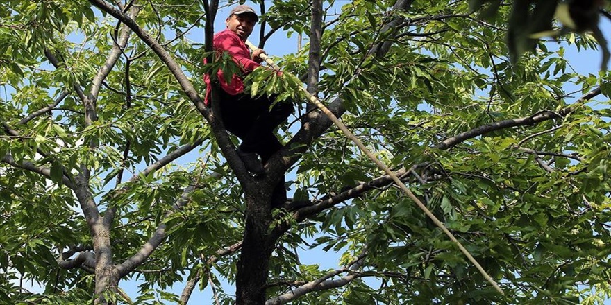 Kestane hasadında en 'riskli' görev sırıkçıların