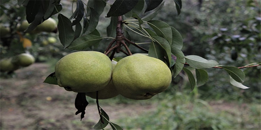 Ayva fiyatındaki artış üreticileri sevindirdi