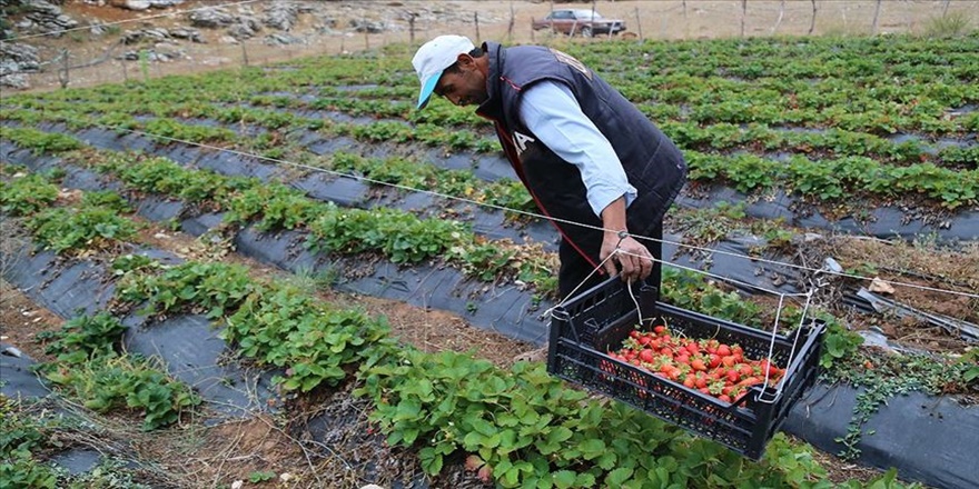 Zedelemeden çilek toplamak için sistem geliştirdi