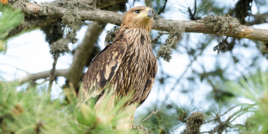 Nesli tükenmek üzere olan şah kartalı Eskişehir'de görüntülendi