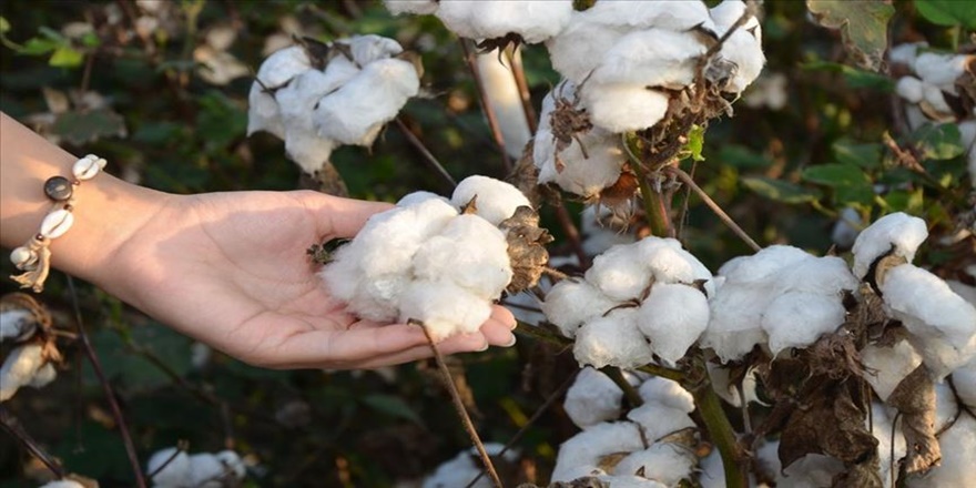 Az su isteyen pamukla üretimi artırma hedefi