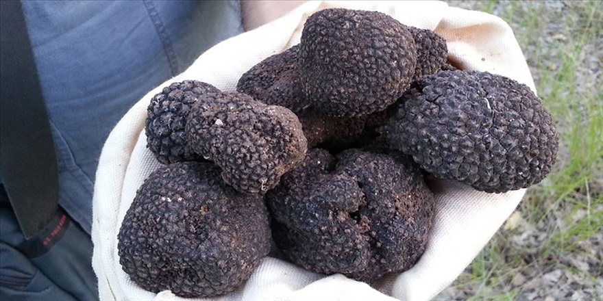 Trüf mantarı üretiminde 60 kat artış hedefi