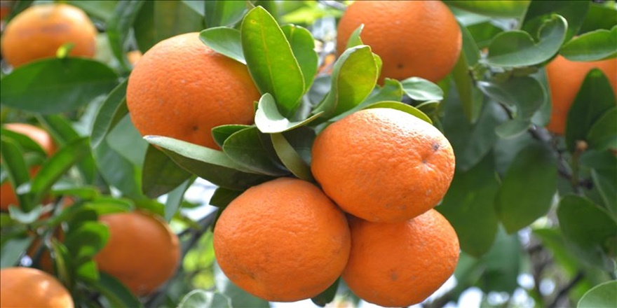 Turunçgil ihracatında lider Rusya