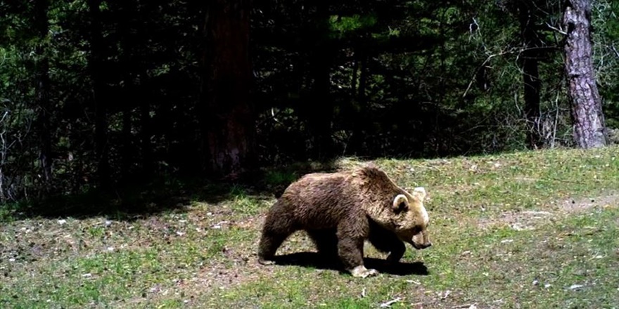 'Göçmen boz ayılar' kış uykusu için yuvalarına döndü