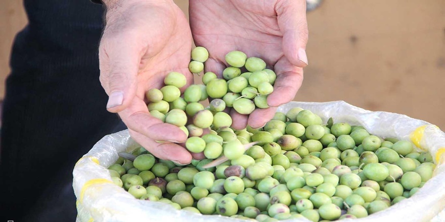 Tarladan sofraya yeşil zeytin