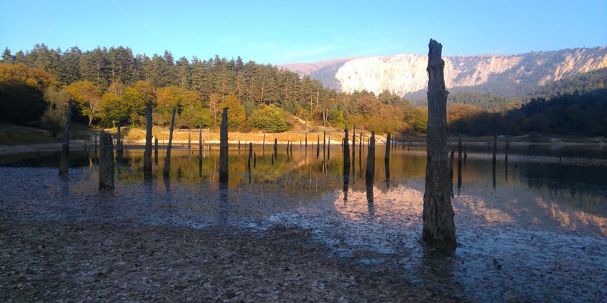 Göldeki ağaçlar sular çekilince ortaya çıktı