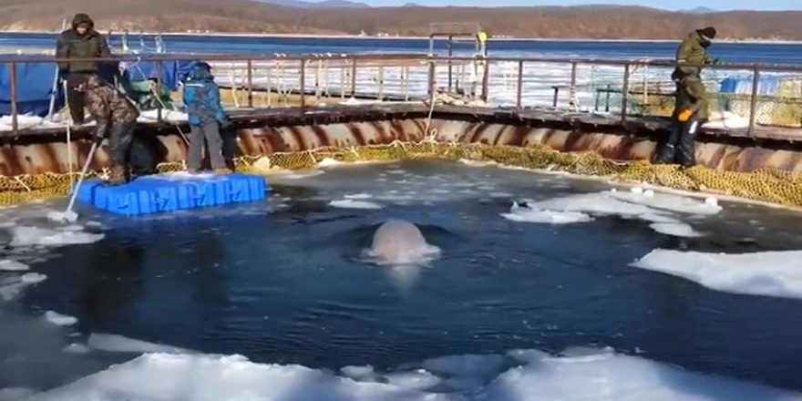 Son 50 beyaz balina serbest bırakılacak